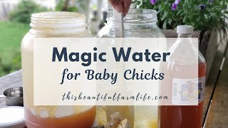 Magic Water for Baby Chicks