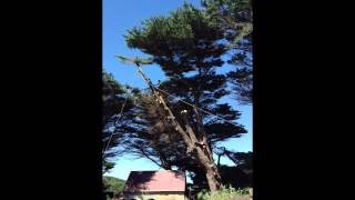 LARGE TREE REMOVAL (time lapse)