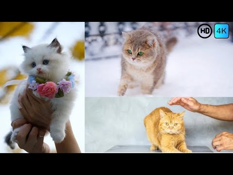 Cats 4k videos | Cat Ultimate Wild Animals Collection | Cute and funny cat video | CFV Pets | Pets