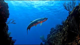 Grand Cayman  Scuba Diving the East End with Ocean Frontiers part 1