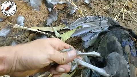 qaib quas zoo cuab tuaj zoo thiab