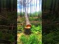 falling tree EP 278. #treecutting #wood #tree #woodworking #shorts #stihl #treeworks