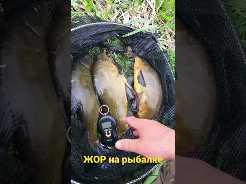 Огромный линь 1 кг 640 гр. Рыбалка весной на фидер. #рыбалкавесной #жорнарыбалке #линь