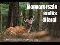 Magyarország emlős állatai