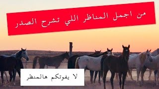 لا يفوتكم هالمنظر من اجمل المناظر لعدد كبير من الخيل #خيل_الجبرين