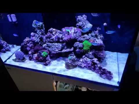 Red Sea Reefer 250 9 Weeks Update Small Problem Youtube Red Sea Reefer 250 9 Weeks Update Small Problem Youtube