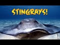 Stingray City with Guy Harvey 2019 | JONATHAN BIRD'S BLUE WORLD