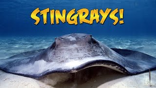 Stingray City with Guy Harvey 2019 (Are the stingrays still there?)