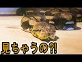 大蛇の排泄…衝撃映像!!