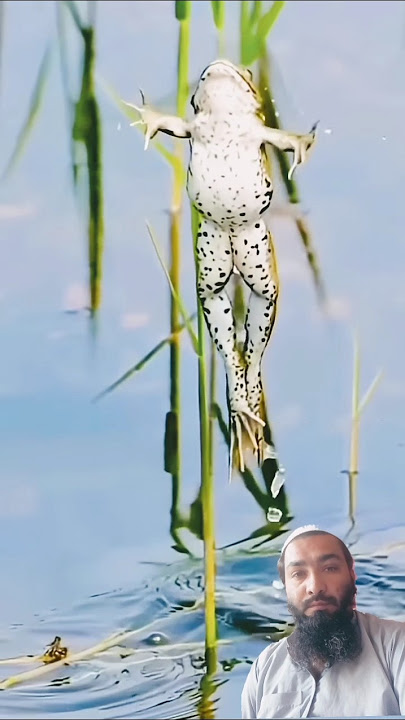 Surah Al ikhlas ❤️👆 #سورة_الإخلاص #egzonibrahimi #ikhlas #quran #shortsfeed #shorts