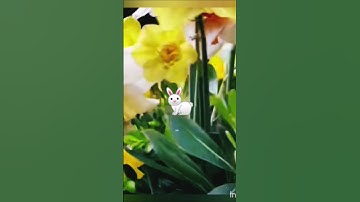 #القرآن_الكريم #راحة_نفسية #تلاوة_خاشعة #quran #nature #المصحف #flowers #القزابري