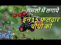 गमलों में लगाये इन 15 फलदार पौधों को !! Grow These 15 Fruits Plant in Pots