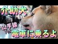 【柴犬の介助犬】山手線に乗るよ♪