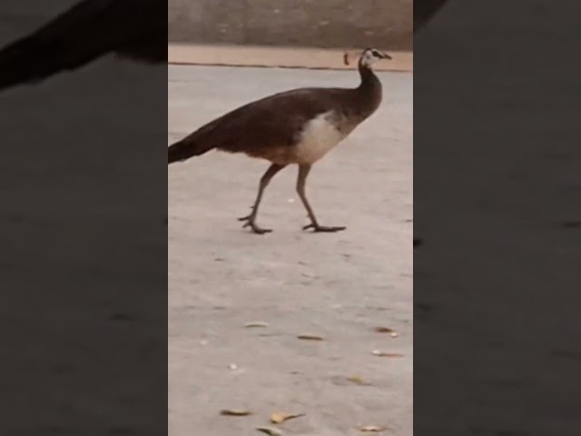 birds#peacock #sindhi #pakistan #peacock class=