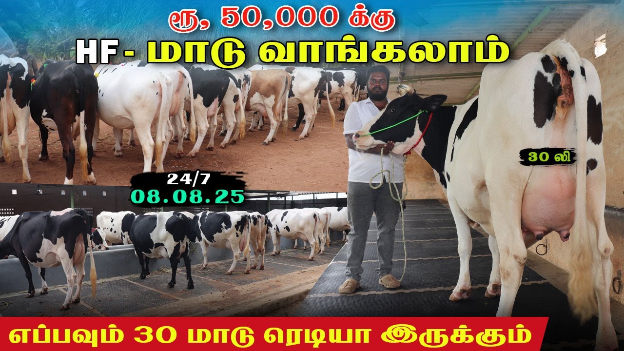 ரூ50000 முதல் அட்டகாசமான HF மாடுகள்|இனி எப்ப வந்தாலும் பண்ணையில் மாடு எடுக்கலாம்..!!#ஈரோடுகெளதம்