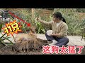 農村田園犬意外懷孕,沒想到一胎竟生下11個幼崽,主人又驚又喜,看看給它準備什麼好吃?