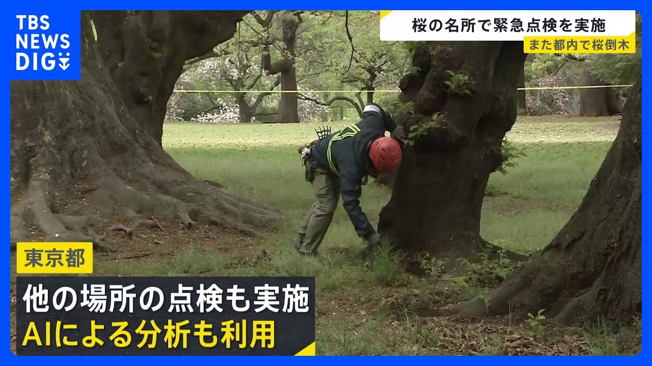 Numerous fallen trees in Tokyo… Emergency inspection conducted at