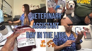 Vet Assistant Work Vlog!