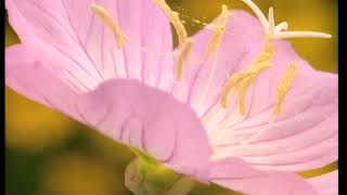 Bruce Weber - Banana Republic "Tropics" Director's Cut