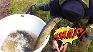 Pike attacks man! #shorts