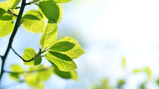 You and Me full album. Soft piano music. Relax, calm, study, spa, meditate. screenshot 3