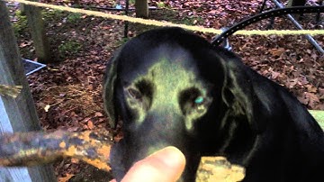 Thief Starting Force Fetch