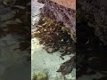 Not a plant, it’s 100 fish hiding under a rock! Seychelles low tide magic