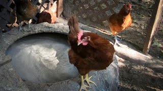 Making a Chicken Dust Bath