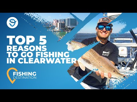 Fishing in Clearwater: An Angler's Guide | FishingBooker