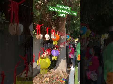 林村許願樹 Lam Tsuen Wishing Trees 2023