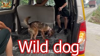 Wind dog rescue - Pet rescue center