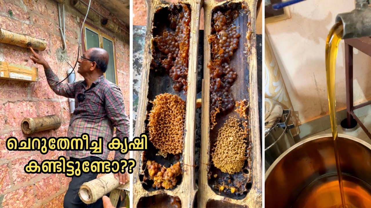 ചെറുതേനീച്ച കൃഷിയിലൂടെ വീട് വരുമാന മാർഗമാക്കിയ കർഷകൻ | Stingless Bee Farming