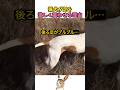 猟犬が足を激しく震わせる理由
