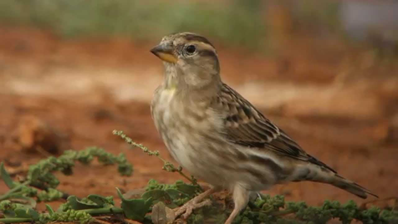 Rock Sparrow, near Belchite, Spain, 210914