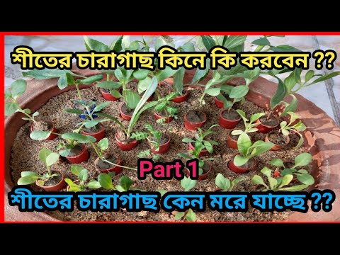 ভিডিও: সমুদ্র buckthorn রস বৈশিষ্ট্য. শীতের জন্য সমুদ্রের বাকথর্নের রস: একটি রেসিপি