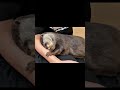 この寝方はやばすぎる #shorts