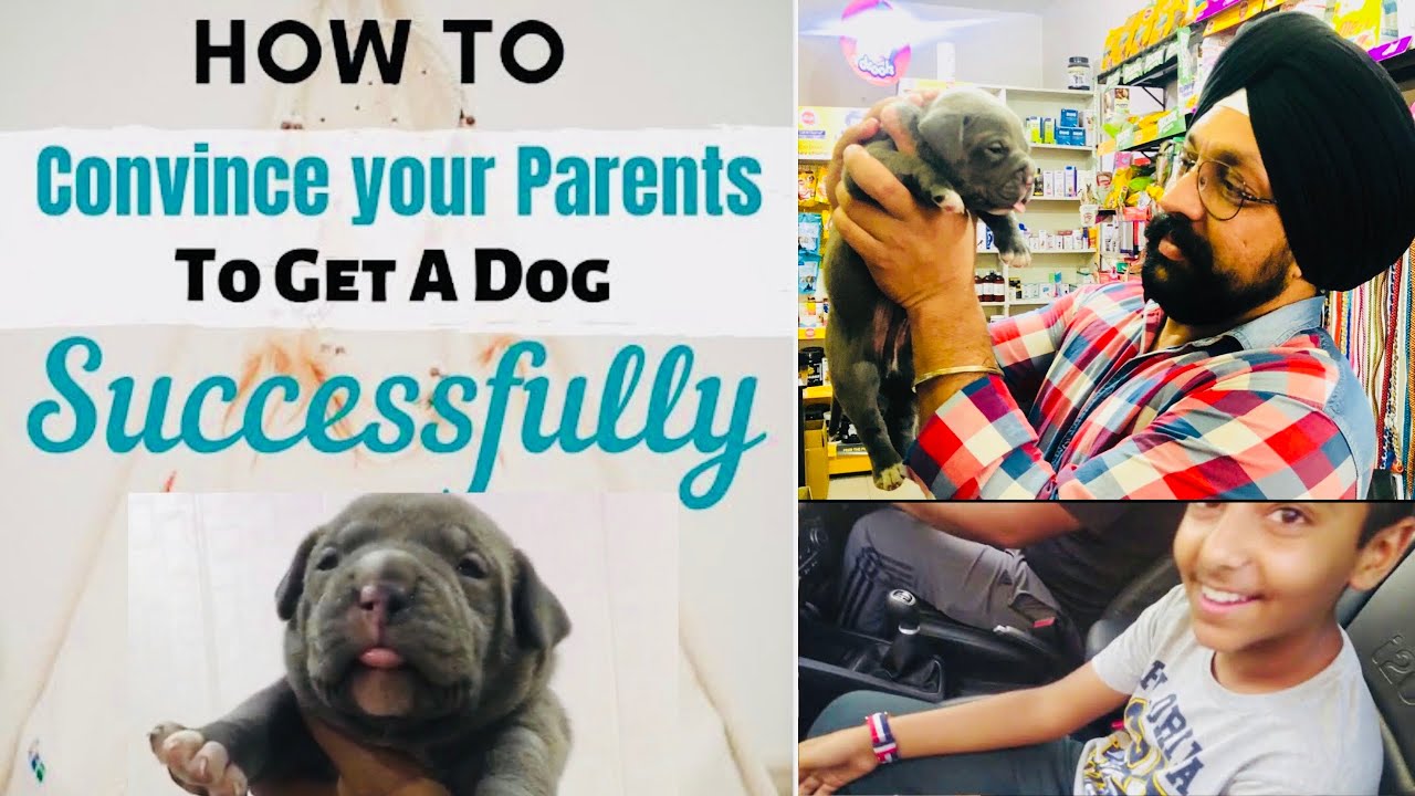 Best gift ever - Tips How to Convince Your Parents to Get a Family Puppy | Dog.