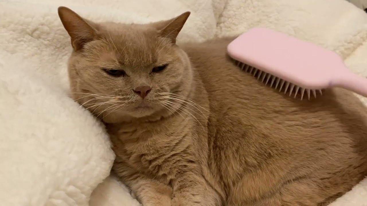 ふかふかマットの上でブラッシングするねこ