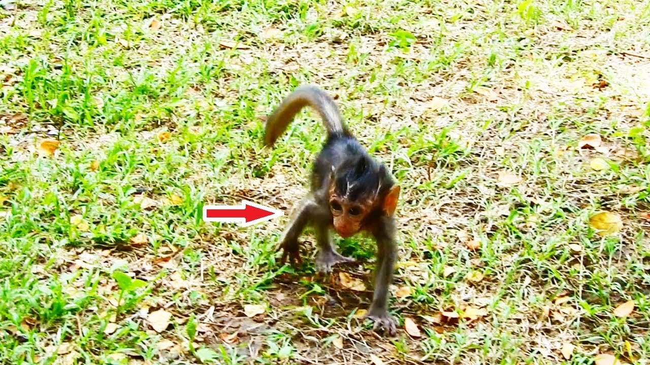 Felix Beats Mom Dana, Sadly Mom Left Daniela Alone, Lucky Dolly Help Daniela