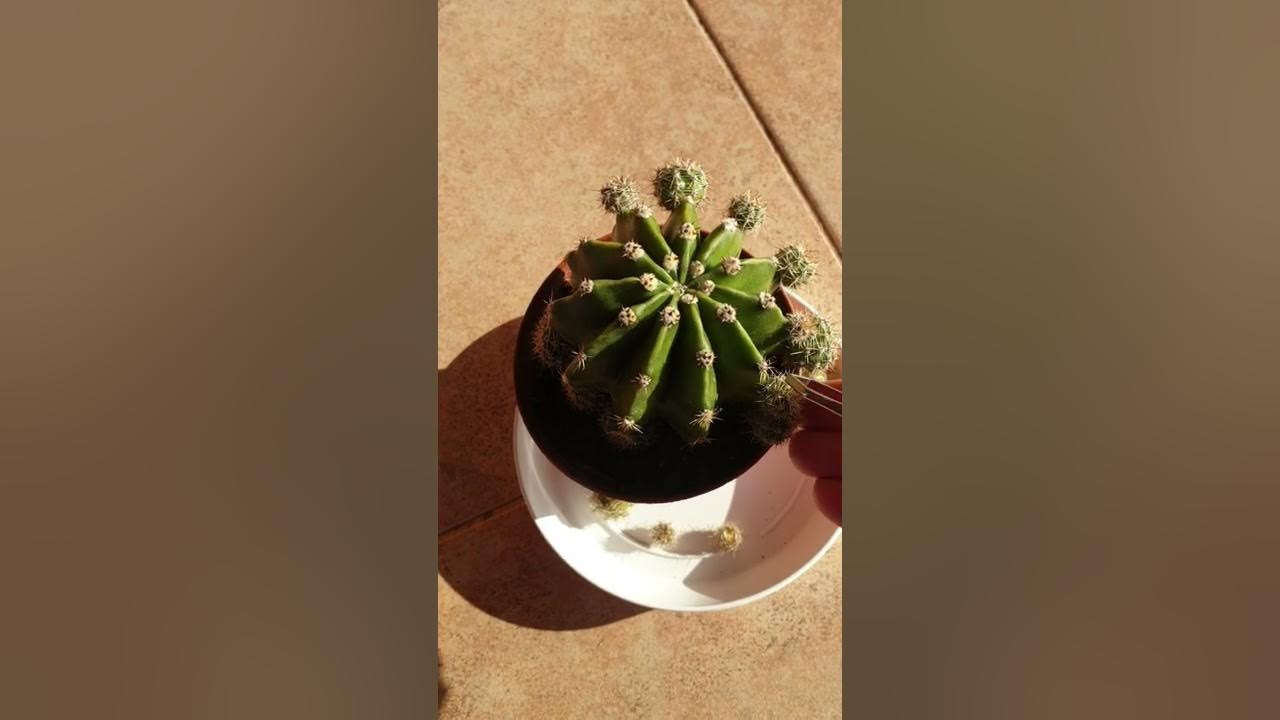 Echinobivia Rainbow Burst Cactus. How to Encourage More Bloom - YouTube