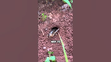 Smartest Pest Control Trick You’ve Never Seen