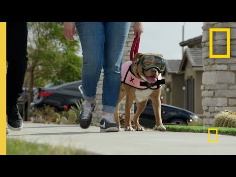 Calming an Overly Excitable Dog  | Cesar Millan: Better Human Better Dog