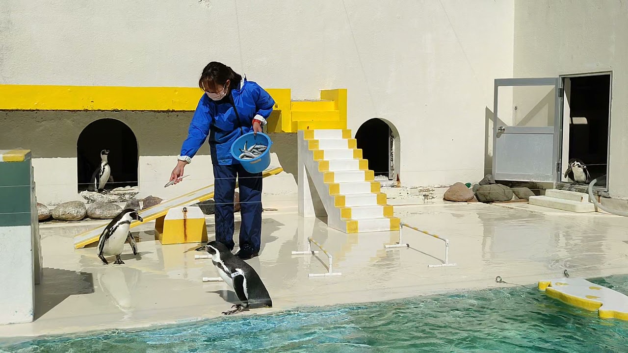 【おたる水族館】ペンギンショー飼育員ガン無視