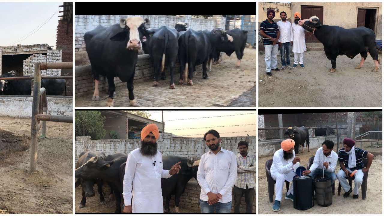 Neeli Ravi Mal Farm Dulchi Ke (2nd Part )