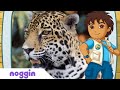 Let&#39;s Learn About Jaguars w/ Diego | Noggin