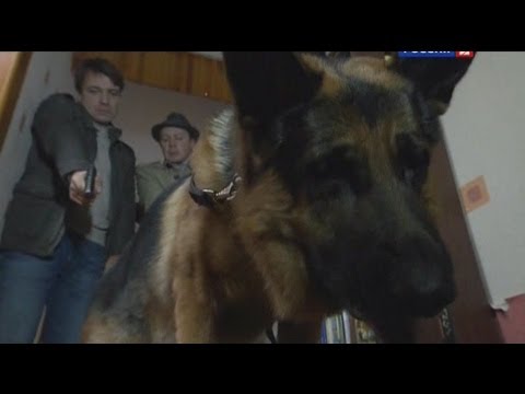 Лорд. Пёс-полицейский: сезон 1, серия 23