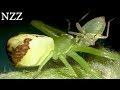 Gute Insekten, böse Insekten - Dokumentation von NZZ Format (2008)