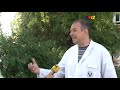 Vremenski uslovi znatno utiču na koncentraciju polena / RTV Vranje / 08 06 2021