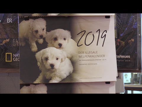 Illegale Hundewelpen werden zu Kalender-Stars | BR24