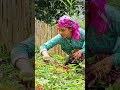 Harvest cassava garden to cook for ducks, take care of animals
